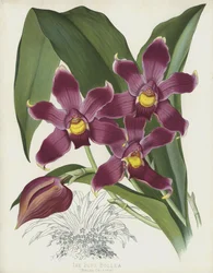 La Bollea bleue, Bollea Coelestis